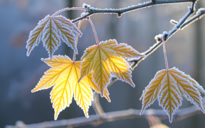 Очаква ни кратко затопляне, но в събота отново застудява