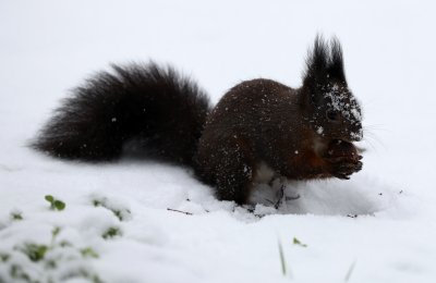 Ледени дни през уикенда със сняг, силен вятър и рязко застудяване