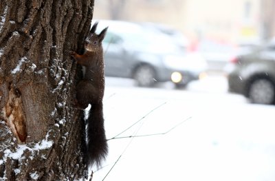 В капана на зимата: Непочистени улици и тротоари в София, студ и лед сковаха страната (ОБЗОР)