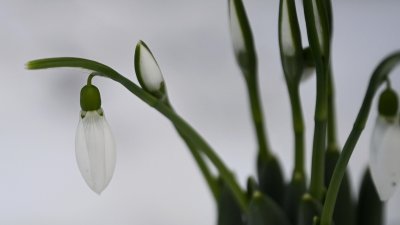 Snow and Rain Expected in the Coming Days