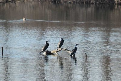 Bulgaria to Hold 50th Midwinter Count of Overwintering Waterbirds