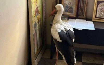 Премръзнал щъркел намери подслон в параклис край Бургас