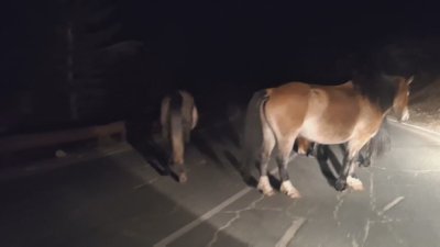 Безстопанствени коне се разхождат по Троянския проход Беклемето което създава