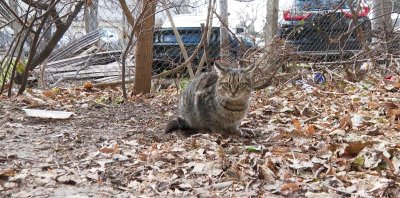 Във Варна започна кастрация на бездомните котки За тази цел