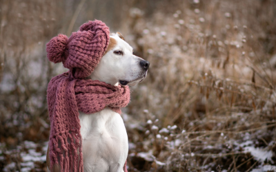 Cold Front Brings Snow and Icy Conditions across Bulgaria, Temperatures Dropping to &ndash;12&deg;C in Parts of the Country