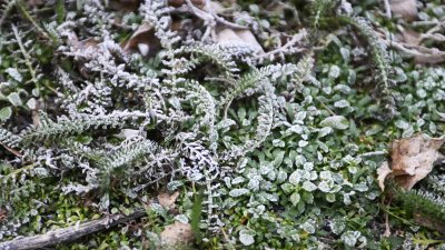 Минималните температури в цялата страна ще бъдат отрицателни между минус