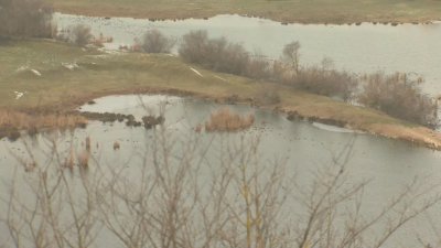 Ще осуети ли студеното време навън преброяването на водолюбивите птици