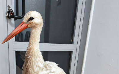 Премръзнал щъркел потърси подслон в параклиса на бургаска болница Организирана