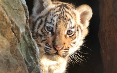 Зоопаркът в Стара Загора кани всички да се включат в