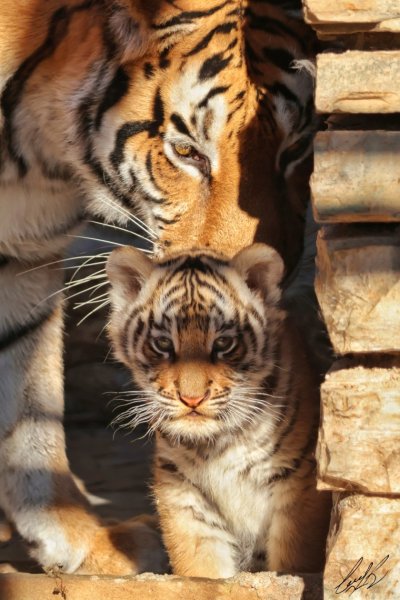 Търсят име за новородено тигърче в зоопарка в Стара Загора