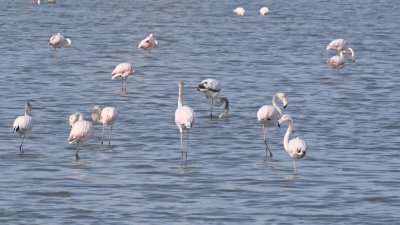 Орнитолозите у нас приключиха юбилейното 50 преброяване на зимуващите водолюбиви