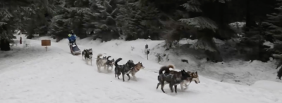 700 хъскита в снежна надпревара в Чехия