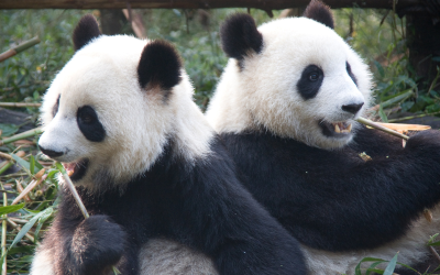 Япония изпраща последните си панди обратно в Китай