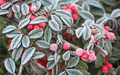 Днес преди обяд на много места в равнините и котловините