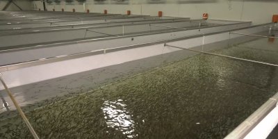 Огромно количество мъртва риба е открита в едно от най