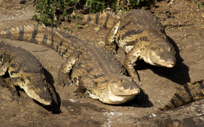Крокодили са причинили смъртта на най малко трима души в