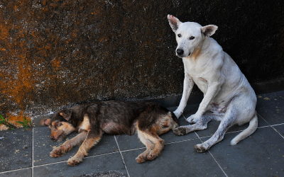 Близо месец след официалното въвеждане на еврото у нас десетки