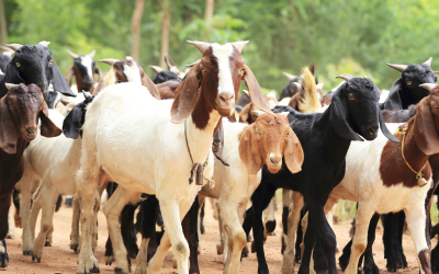Министерството на земеделието на Гърция съобщи днес че от началото