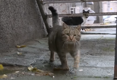 &bdquo;100 стотинки&ldquo; събира монети за грижа за животните