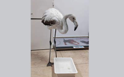 Спасиха младо фламинго, кацнало на пътя край бургаското село Братово