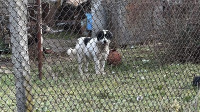 Млада жена е пострадала при инцидент с агресивно куче в