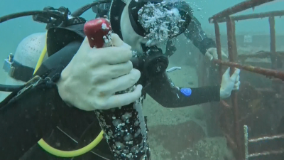 Винопроизводители в Чили използват древен но позабравен метод за отлежаване