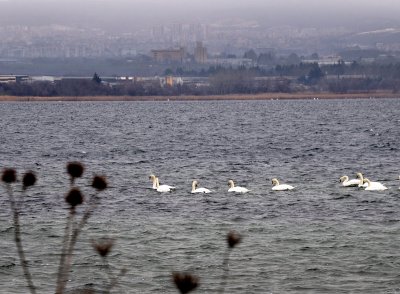 Меките и сравнително топли зими през последните години създават благоприятни