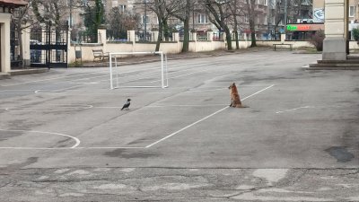 &bdquo;Лисицата и враната&ldquo; оживяха в училищен двор в София