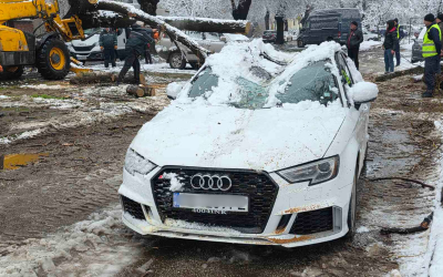 Дърво падна и изпочупи пет автомобила в Пловдив (СНИМКИ)
