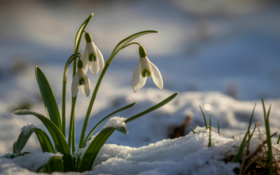 Rain, Snow and a New Cold Snap Expected from the New Week