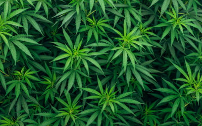 Около 40 тона марихуана са конфискувани при полицейски операции в