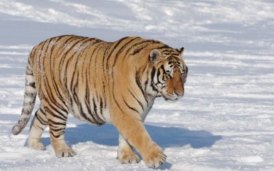 Сибирски тигър в частен двор в Румъния предизвика проверка