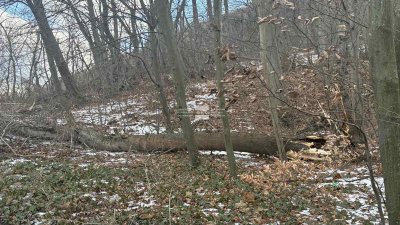 Повече от месец след трагедията на Витоша при която дърво