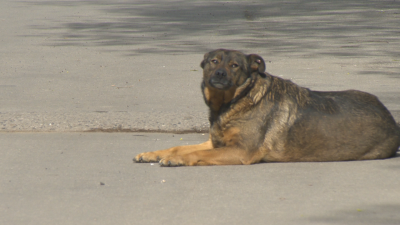 117 бездомни животни са били осиновени по време на кампанията