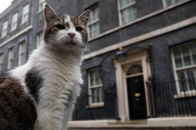 15 години котаракът Лари в британската власт