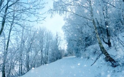 Североизточна Словения беше засегната от обилни валежи от мокър сняг