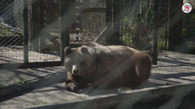 Bears Gordo and Florence Arrive in Bulgaria by Plane from South America, Then Driven to Their New Home at Bear Sanctuary 'Belitsa'