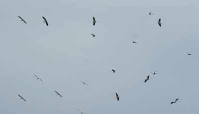First Storks Sighted in the Skies Above Burgas