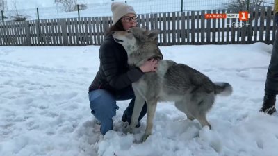 Как чехословашкото вълче Назгул се превърна в медийна звезда на Игрите в Милано/Кортина 2026