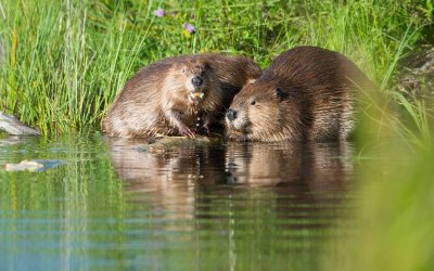 Бобри в река Марица: Как животните са мигрирали от Северна в Южна България?