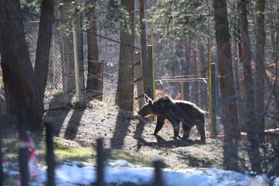 Паркът за мечки в Белица има нови обитатели: Гордо и Флоренция за първи път виждат сняг (СНИМКИ)