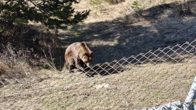 Гордо и Флоренция видяха за първи път сняг в новия си дом в Белица