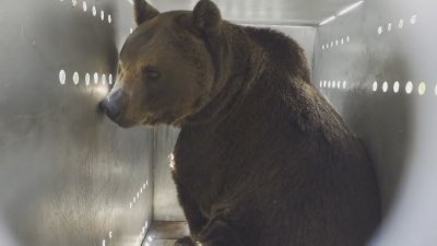 Нови обитатели в парка в Белица: Мечките Гордо и Флоренция пристигнаха от Аржентина