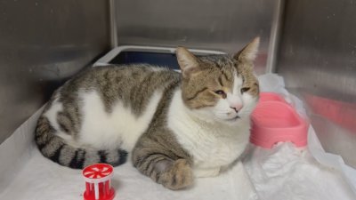 Заради болен стомах: Символът на Мусала котаракът Мъри е на лечение в София