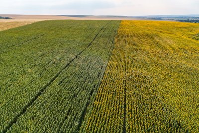 First Shipment of Argentine Sunflower Seeds Arrives in Bulgaria - What Impact Will It Have on the Domestic Market?