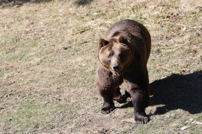 Новодомците в Белица: Мечките Гордо и Флоренция за пръв път се докоснаха до трева и сняг (СНИМКИ)