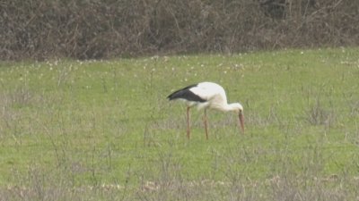 Първите щъркели пристигнаха в село Слънчоглед