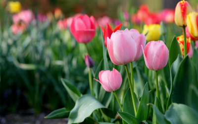 Weather: Sunny This Afternoon, with Maximum Temperatures Between 8&deg;C and 18&deg;C