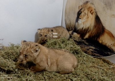 Три малки лъвчета са най-новото попълнение в зоопарка в Стара Загора (СНИМКИ)