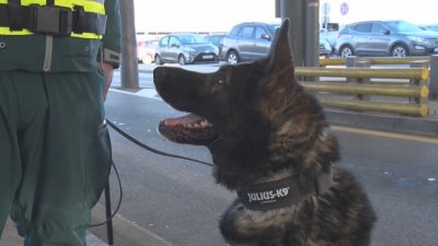 Sniffer Dog Pirin Helps Border Police Seize Nearly 46kg of Cannabis at Kapitan Andreevo
